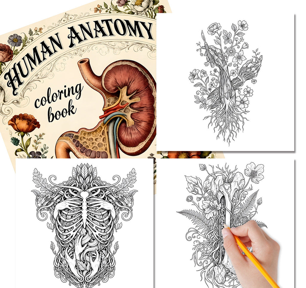 دفتر تلوين تشريح جسم الانسان human anatomy